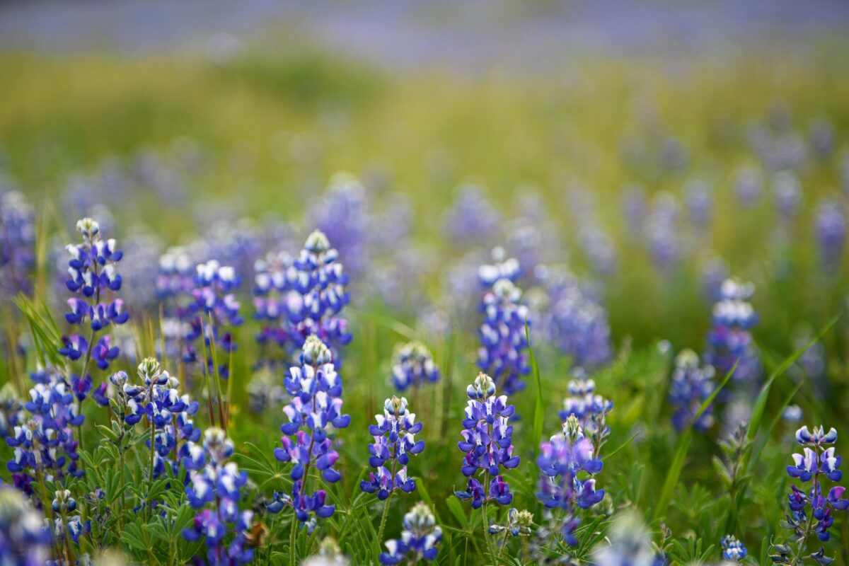 California super bloom, lupines