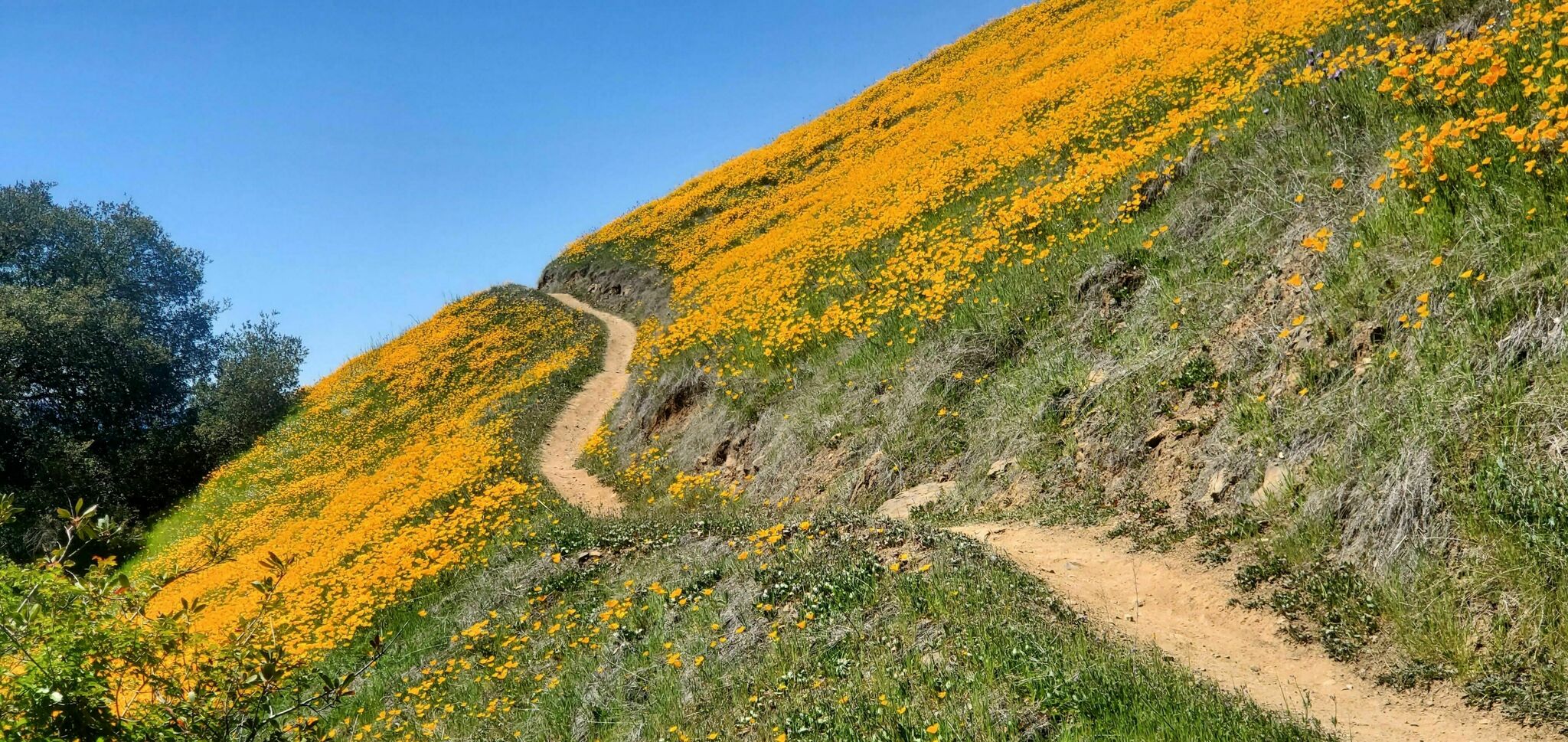 California super bloom st helena moore creek
