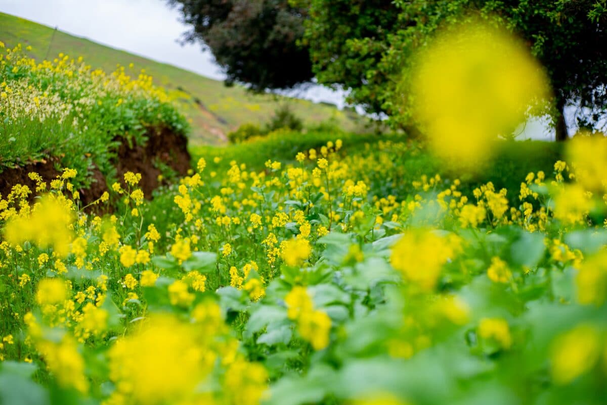 California super bloom napa county mustard