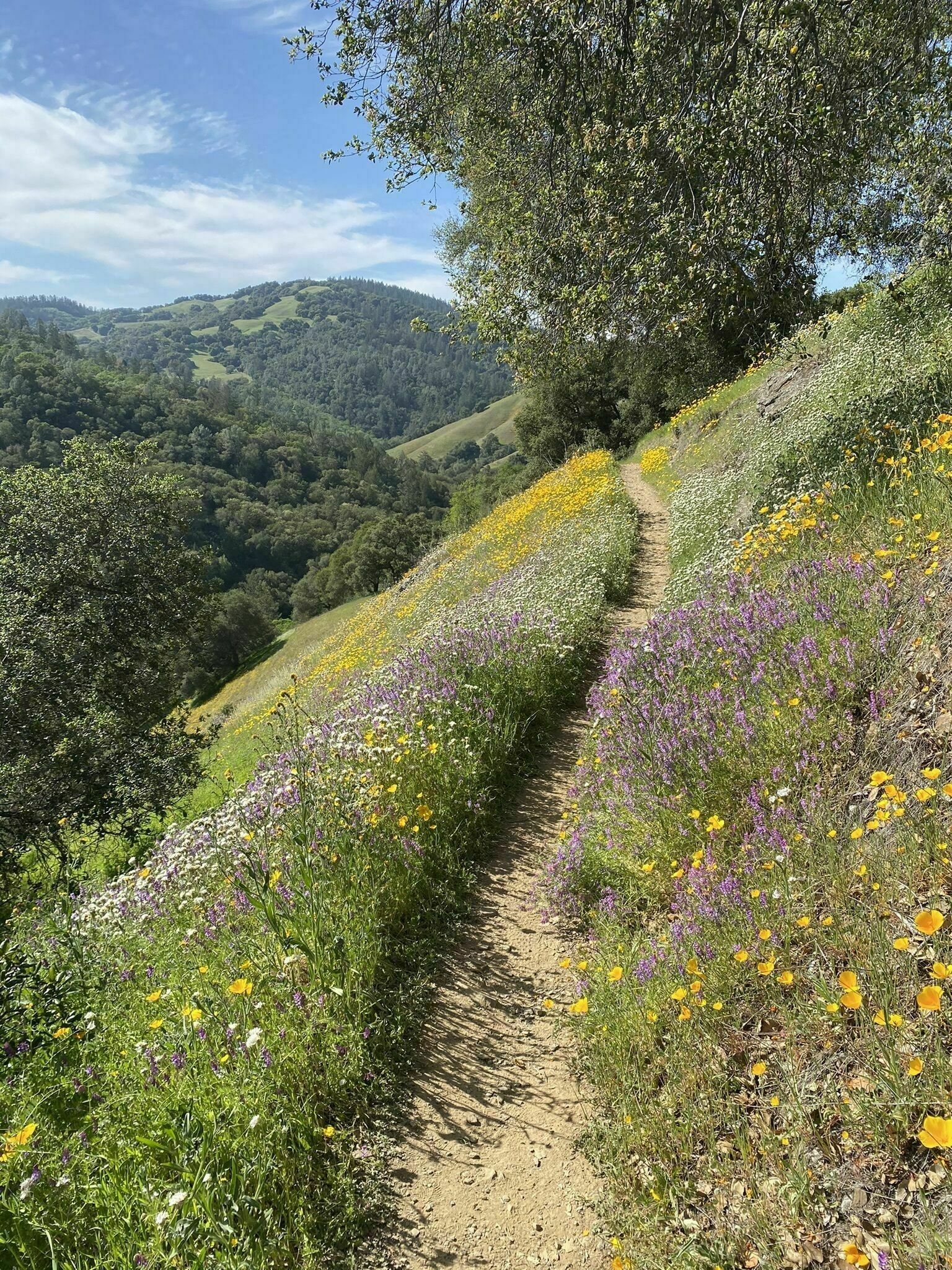 California super bloom moore creek st helena
