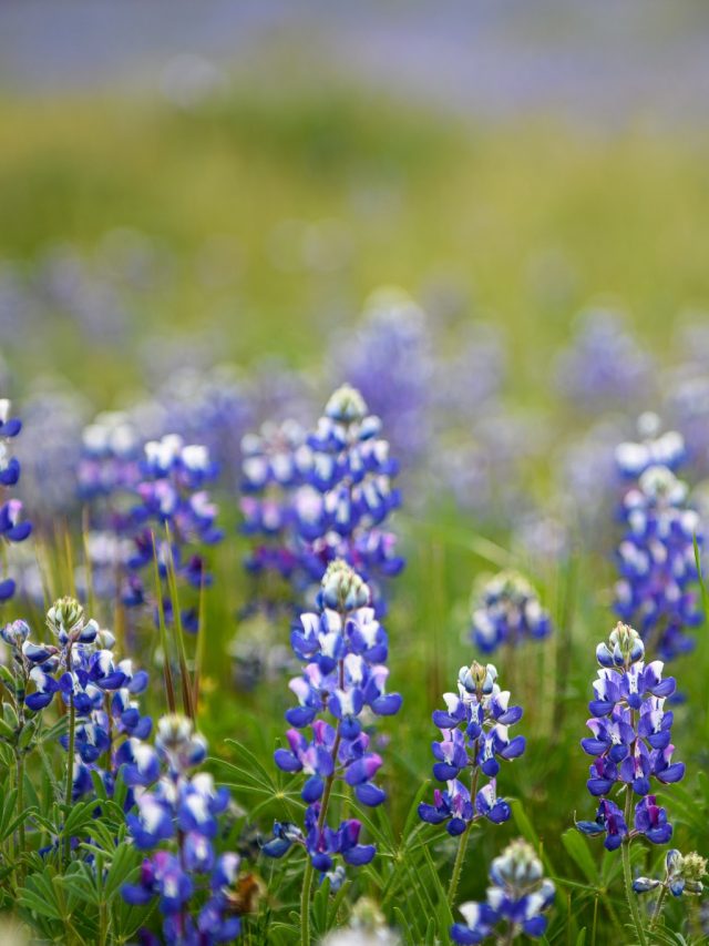 Lupines up close