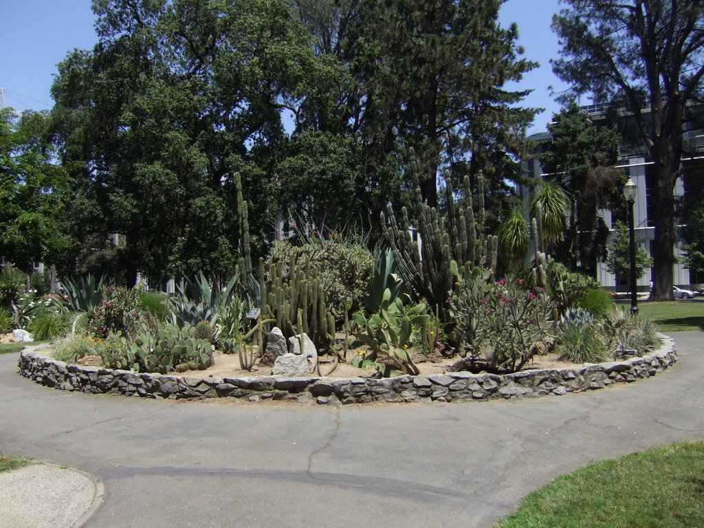 Desert garden, sacramento capitol