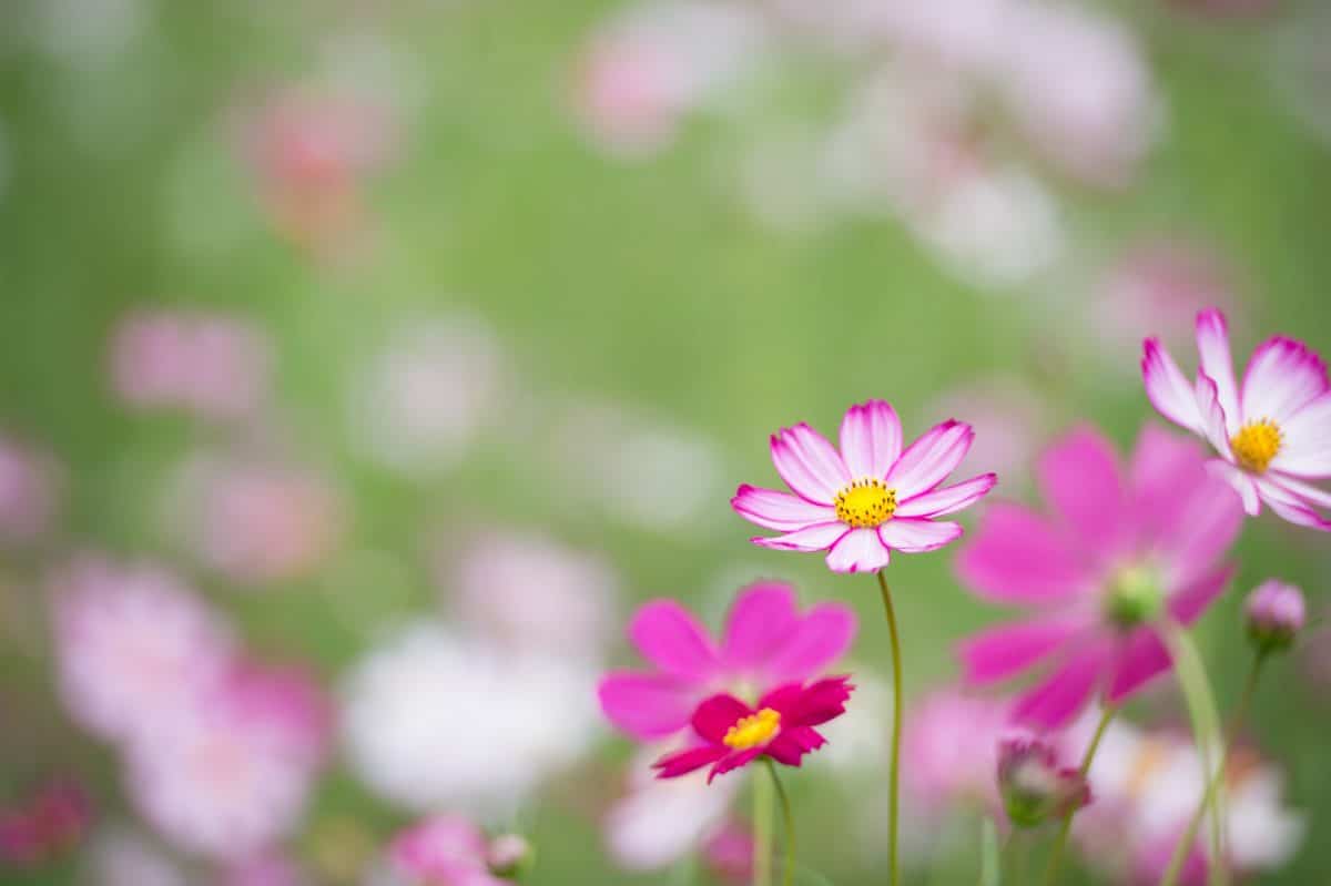 Cosmos flower