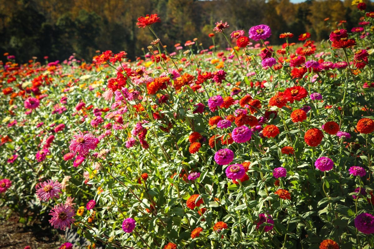 Lots of zinnias for butterflies