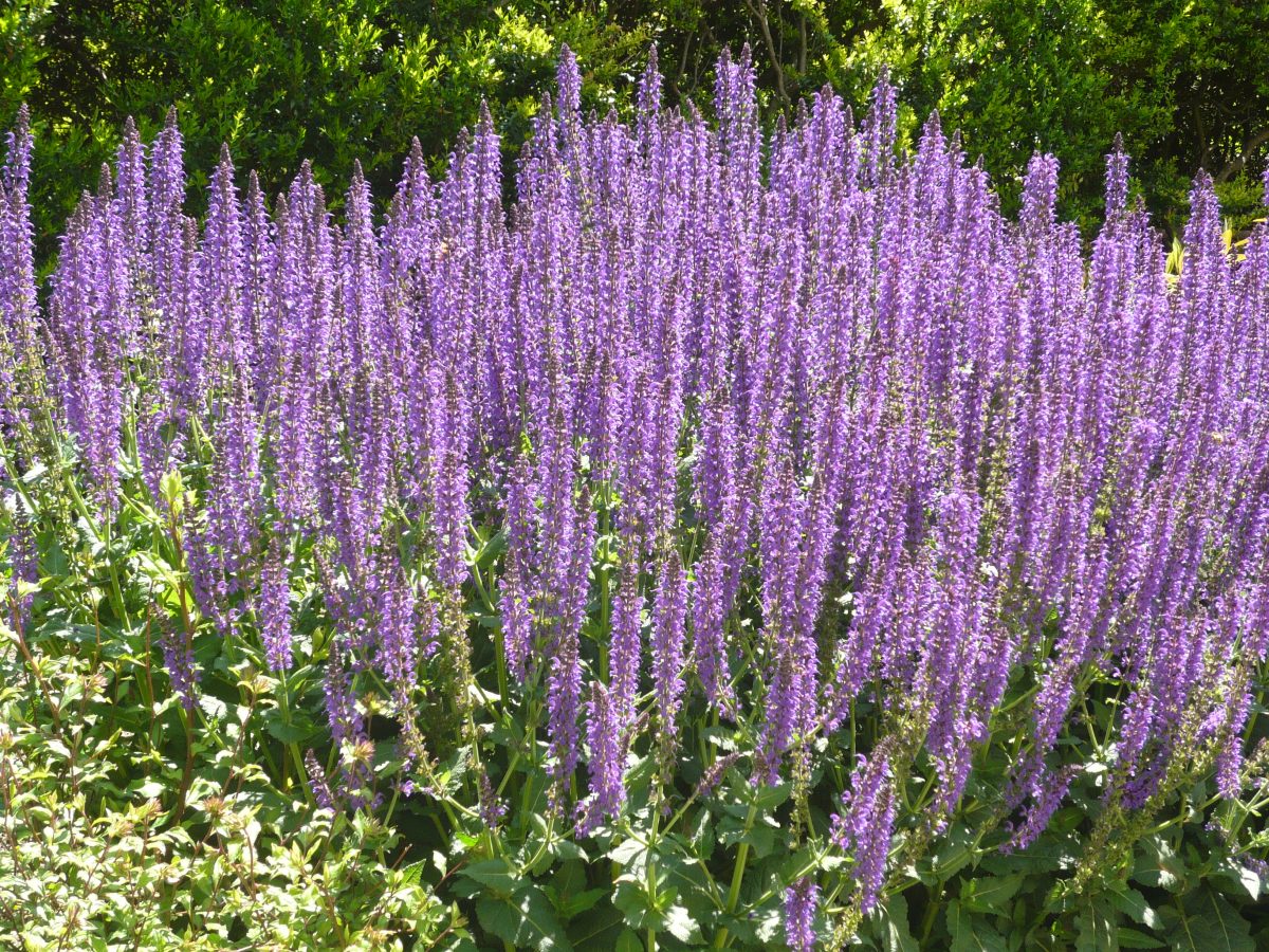 May night sage