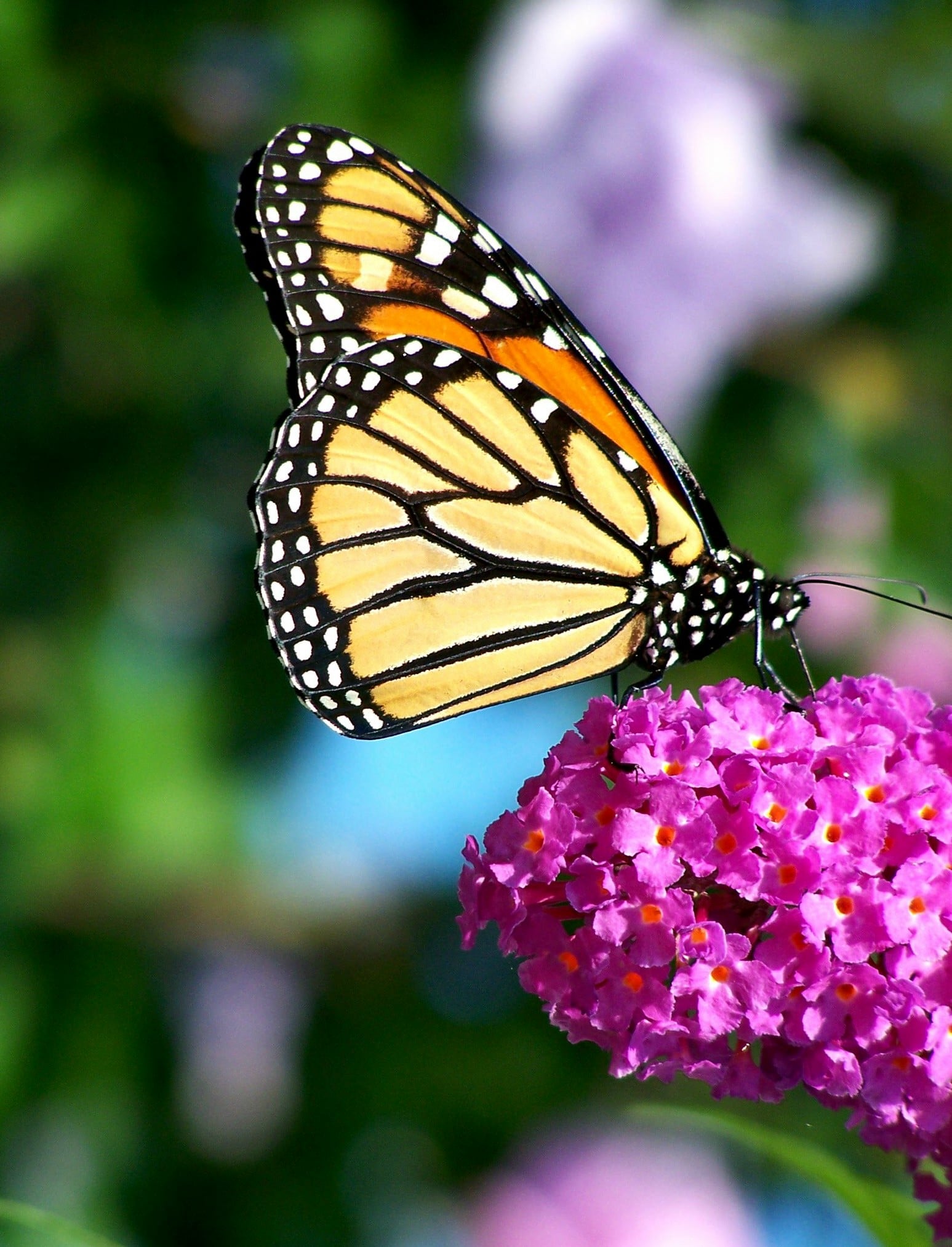 Monarch on a butterfly bush
