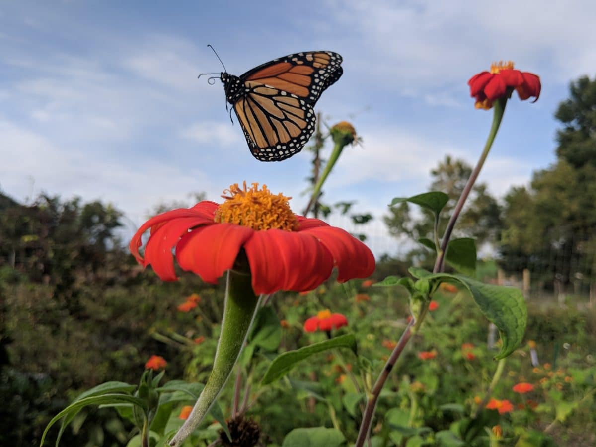 Monarch butterfly flying away from a mexican sunflower