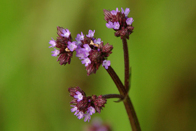 Brazilian vervain verbena flowers