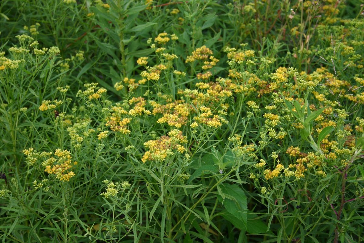 Grass-leaved goldenrod plant