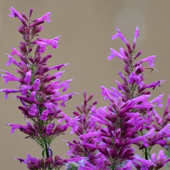 Hummingbird mint 'ava agastache'