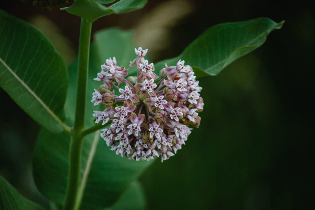 Plants that attract butterflies milkweed asclepias quadrifolia