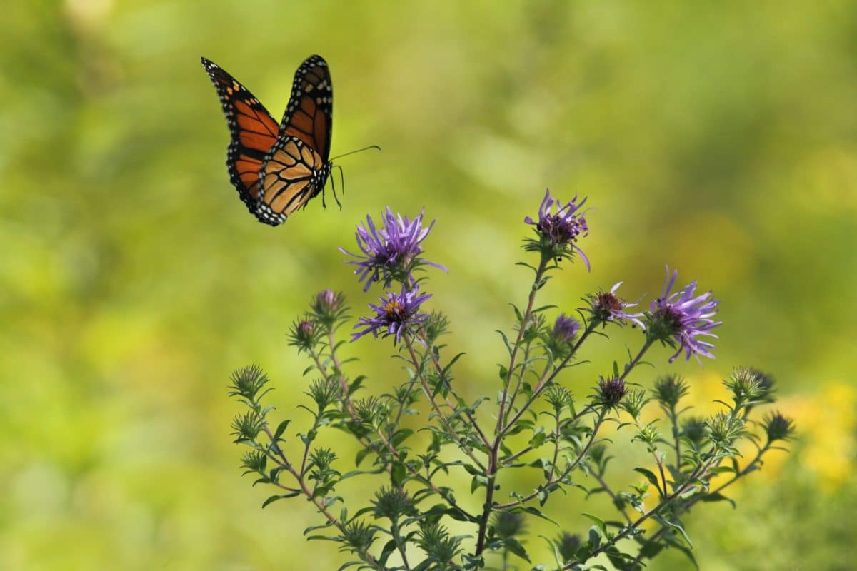 Native flowers for butterflies in sacramento thistle