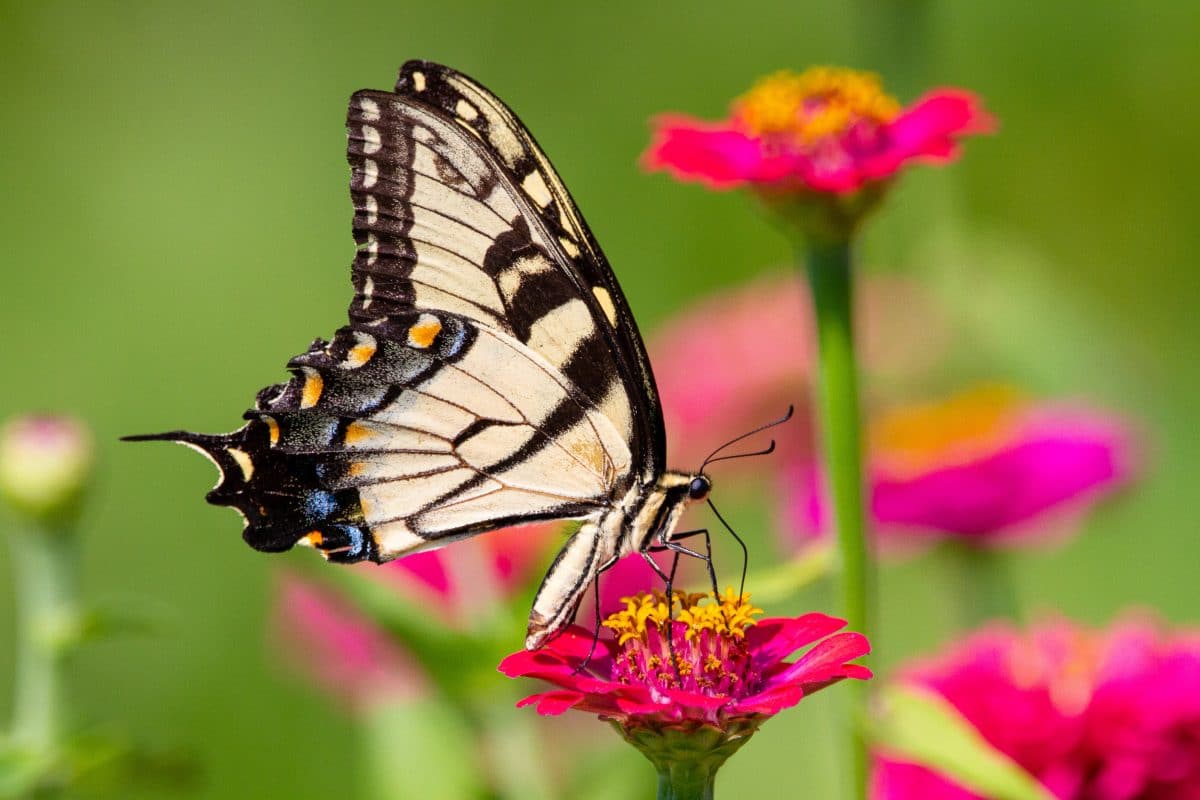 Tiger swallowtail butterfly on zinnia flower