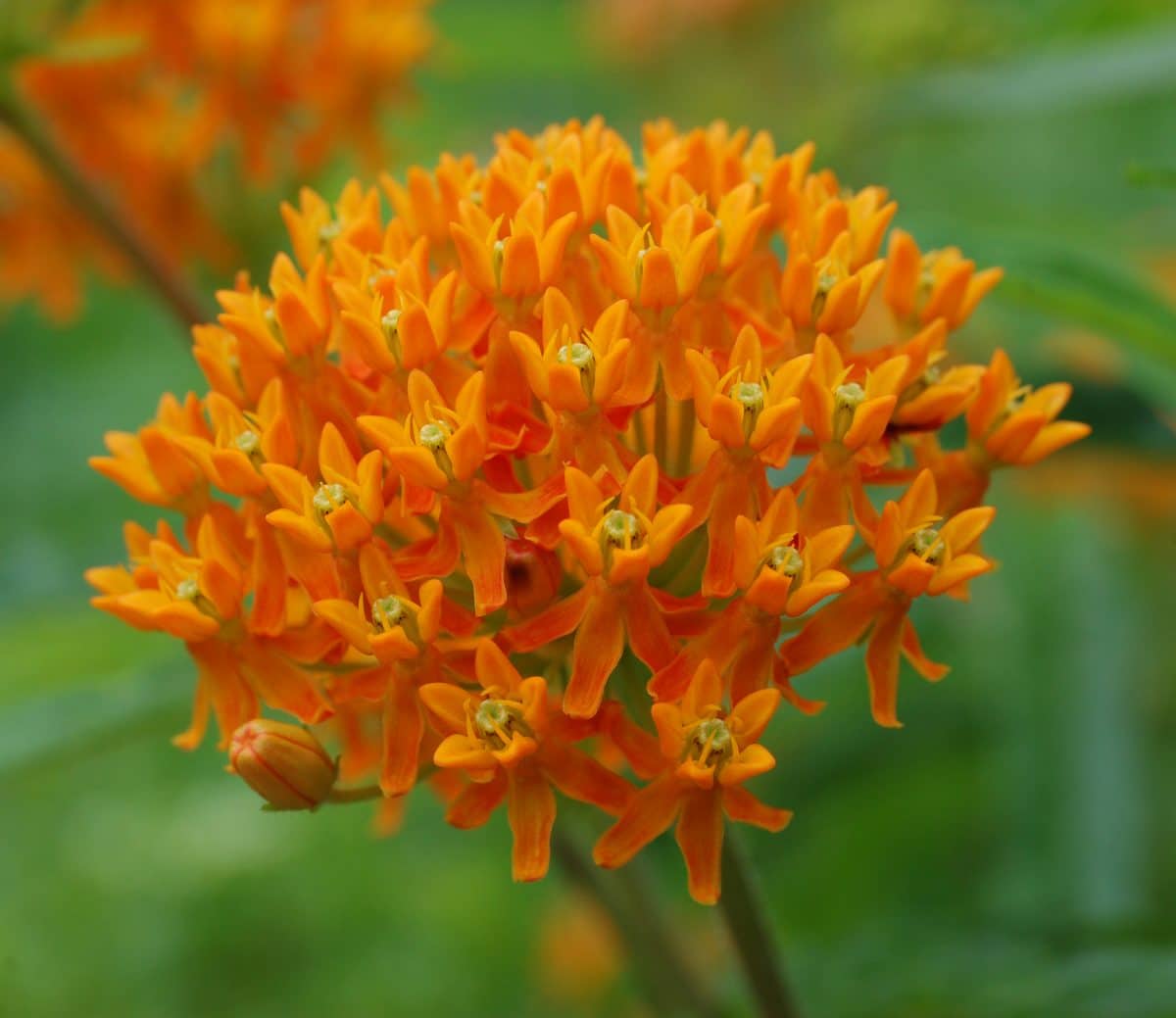 Butterfly weed plant