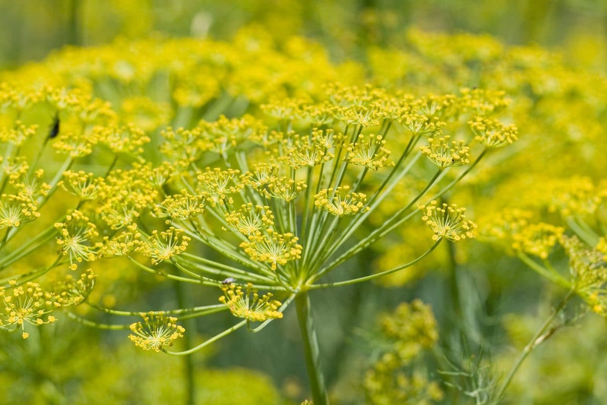 Fennel flower heads