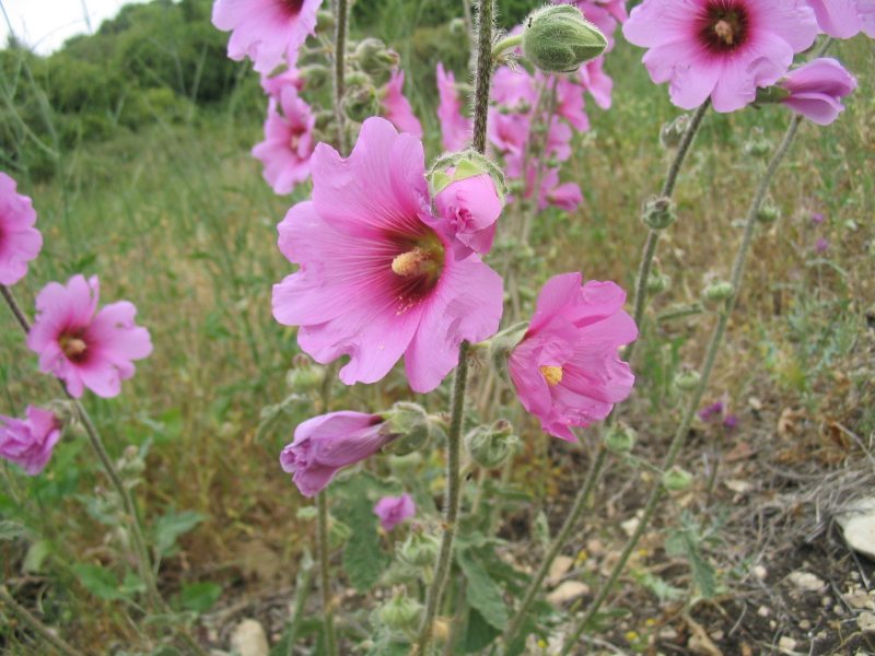 Hollyhock