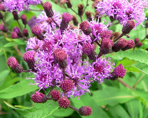 Ironweed, plants that attract butterflies