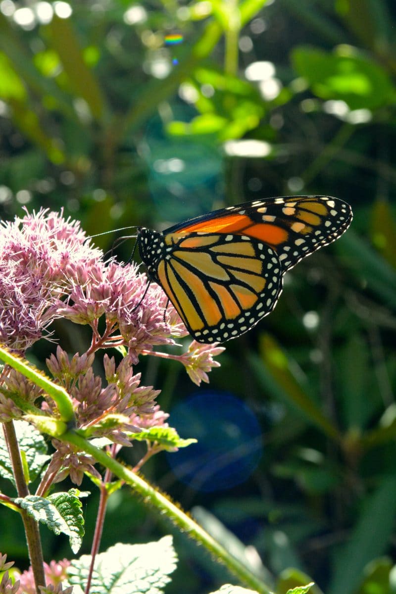 Monarch sucking nectar from joe-pye weed