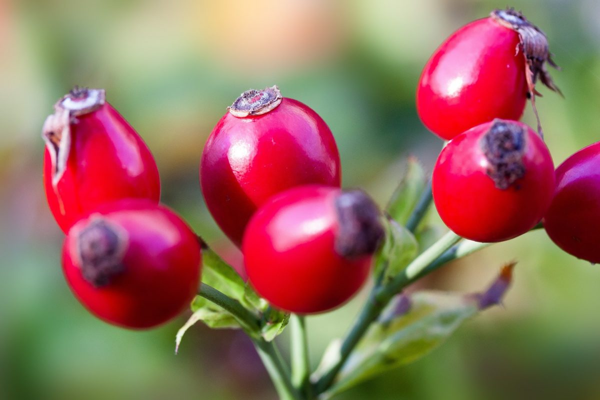 Rose hips