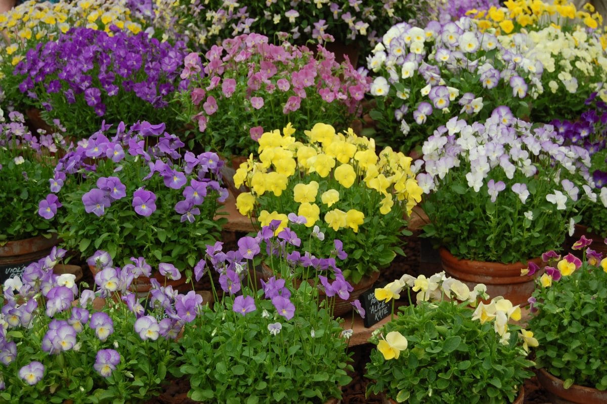 Wild violets, violas