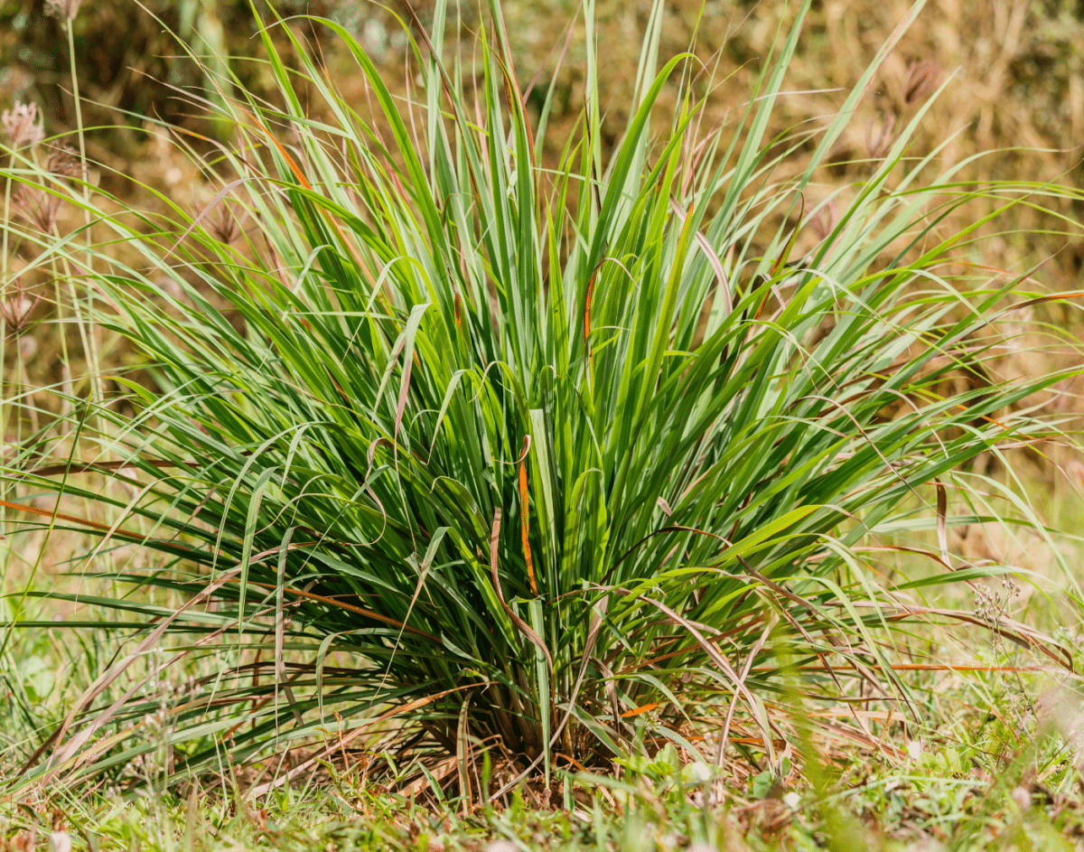 Citronella grass cymbopogon nardus, plants that dont attract bees