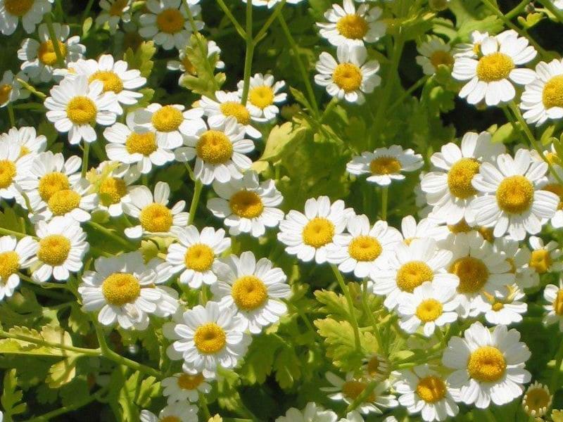Feverfew flowers, plants that dont attract bees