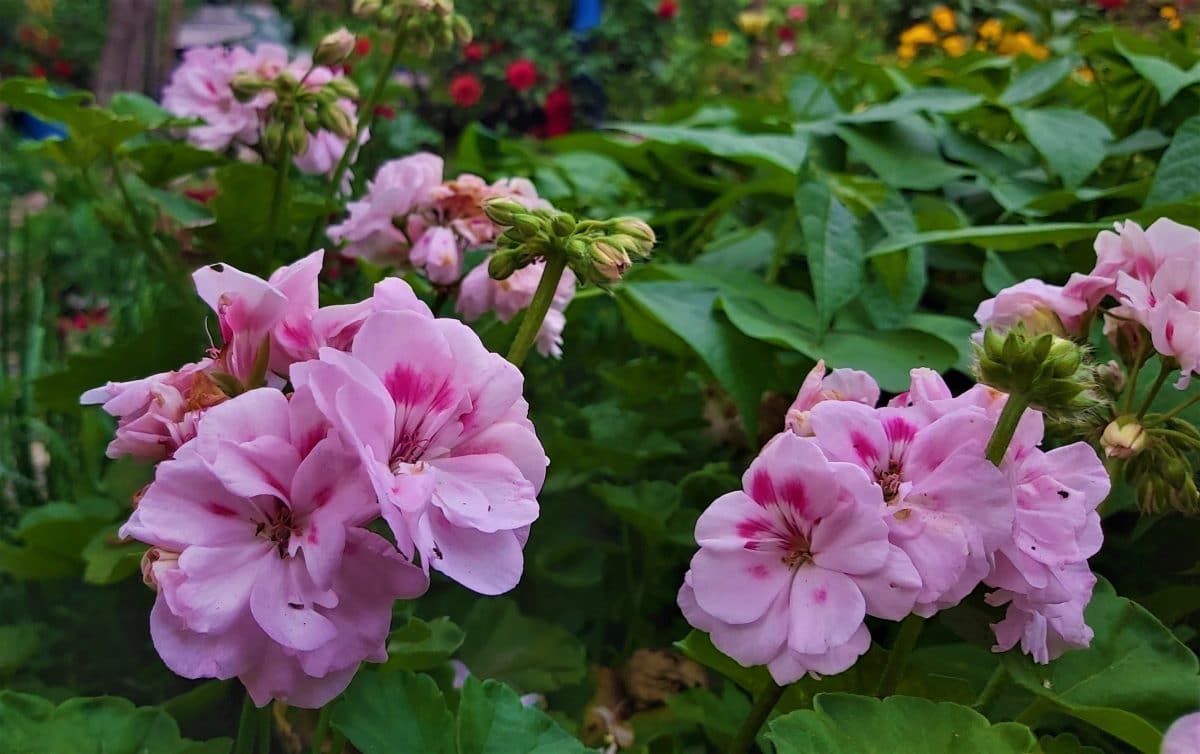 Wild pink geraniums, plants that dont attract bees