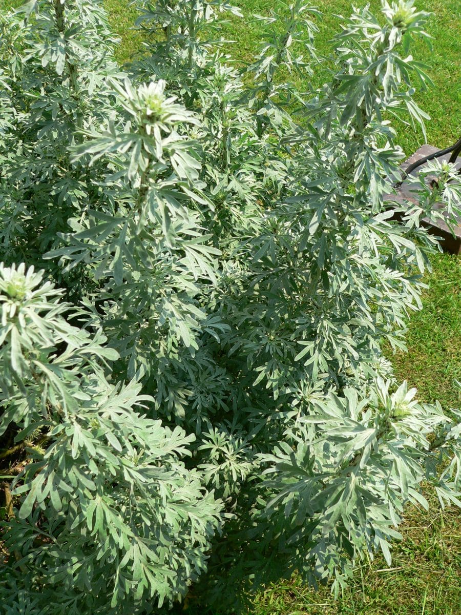 Wormwood plant, plants that dont attract bees