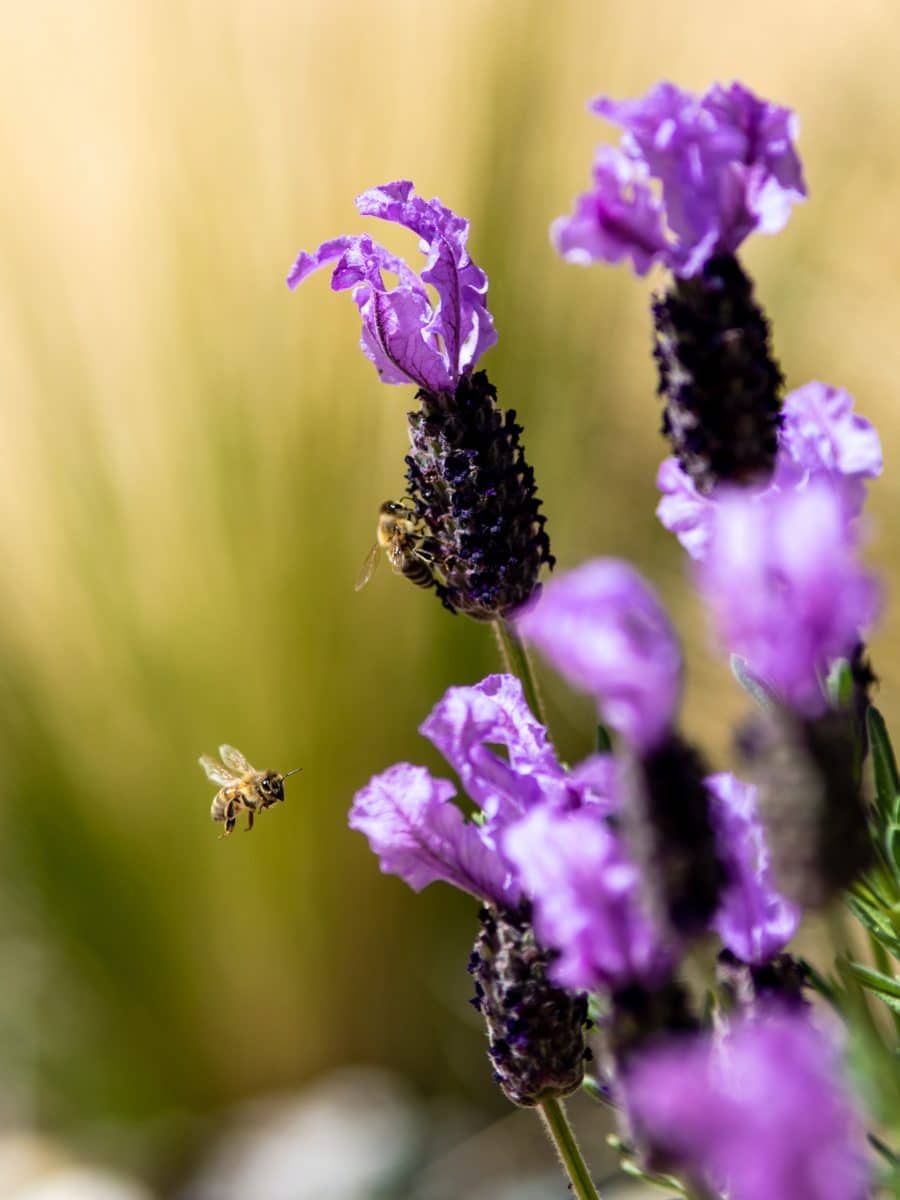 Bumble bee on lavender flower, plants that dont attract bees