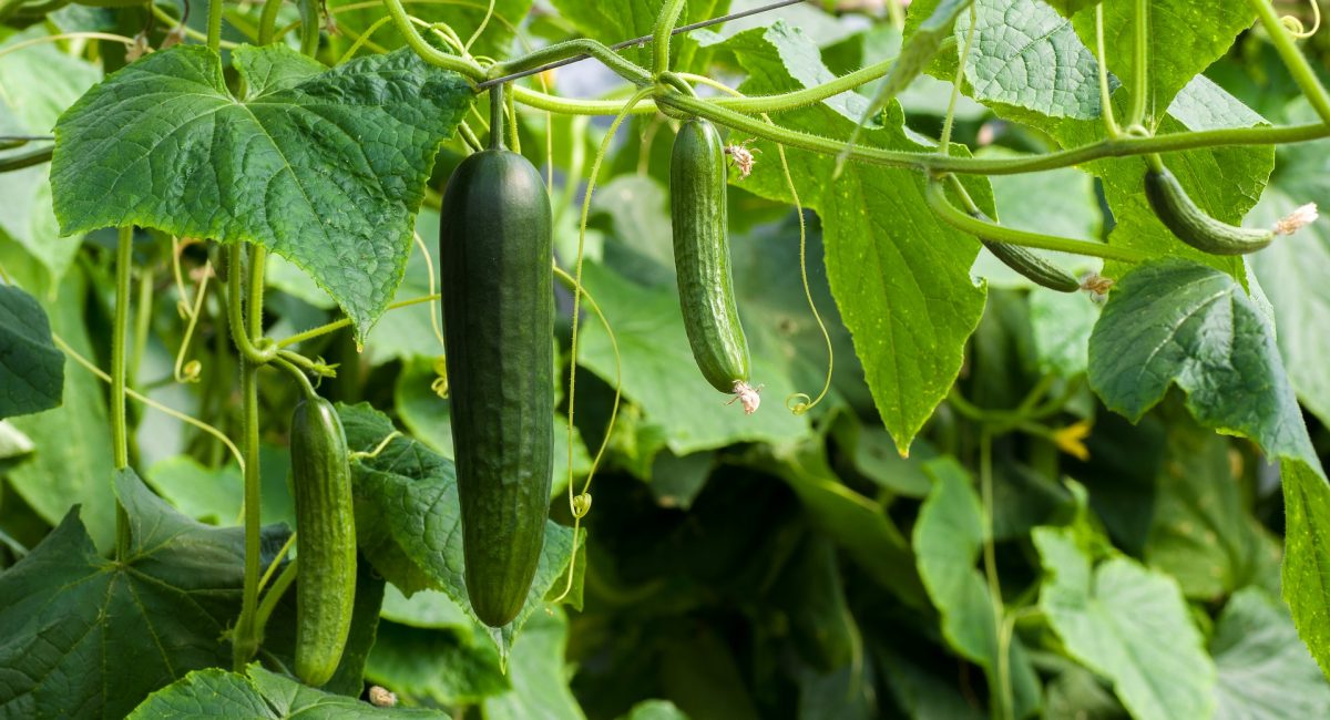 Cucumber plant, plants that dont attract bees