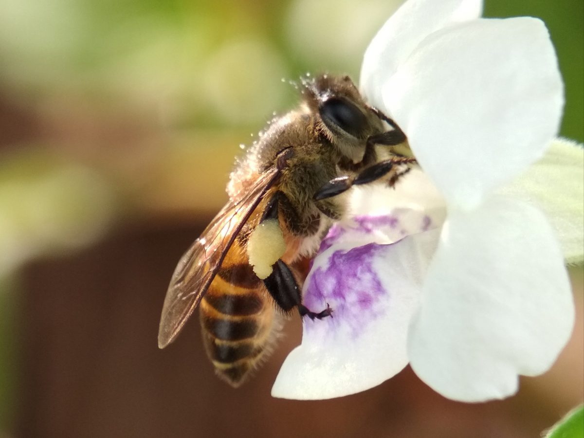 Honey bee on a flower, plants that dont attract bees