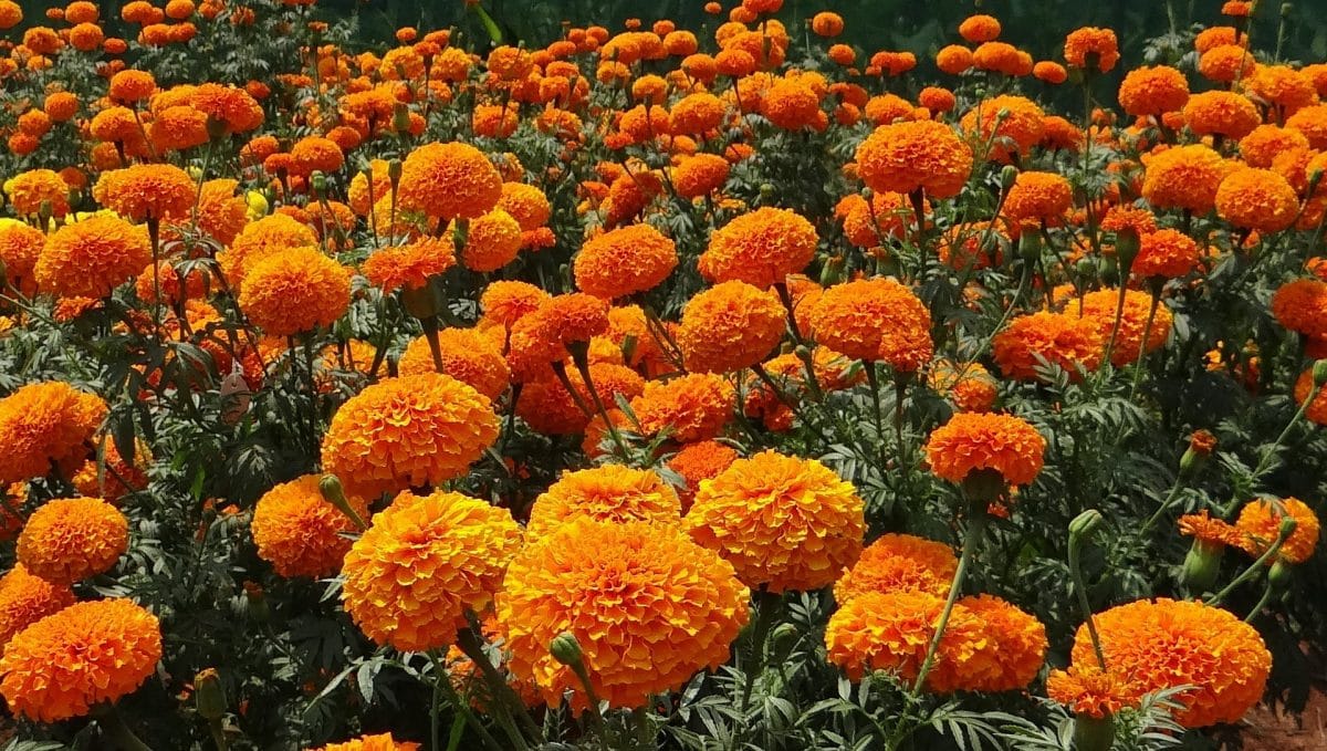 Orange marigolds Orange marigolds, plants that dont attract bees
