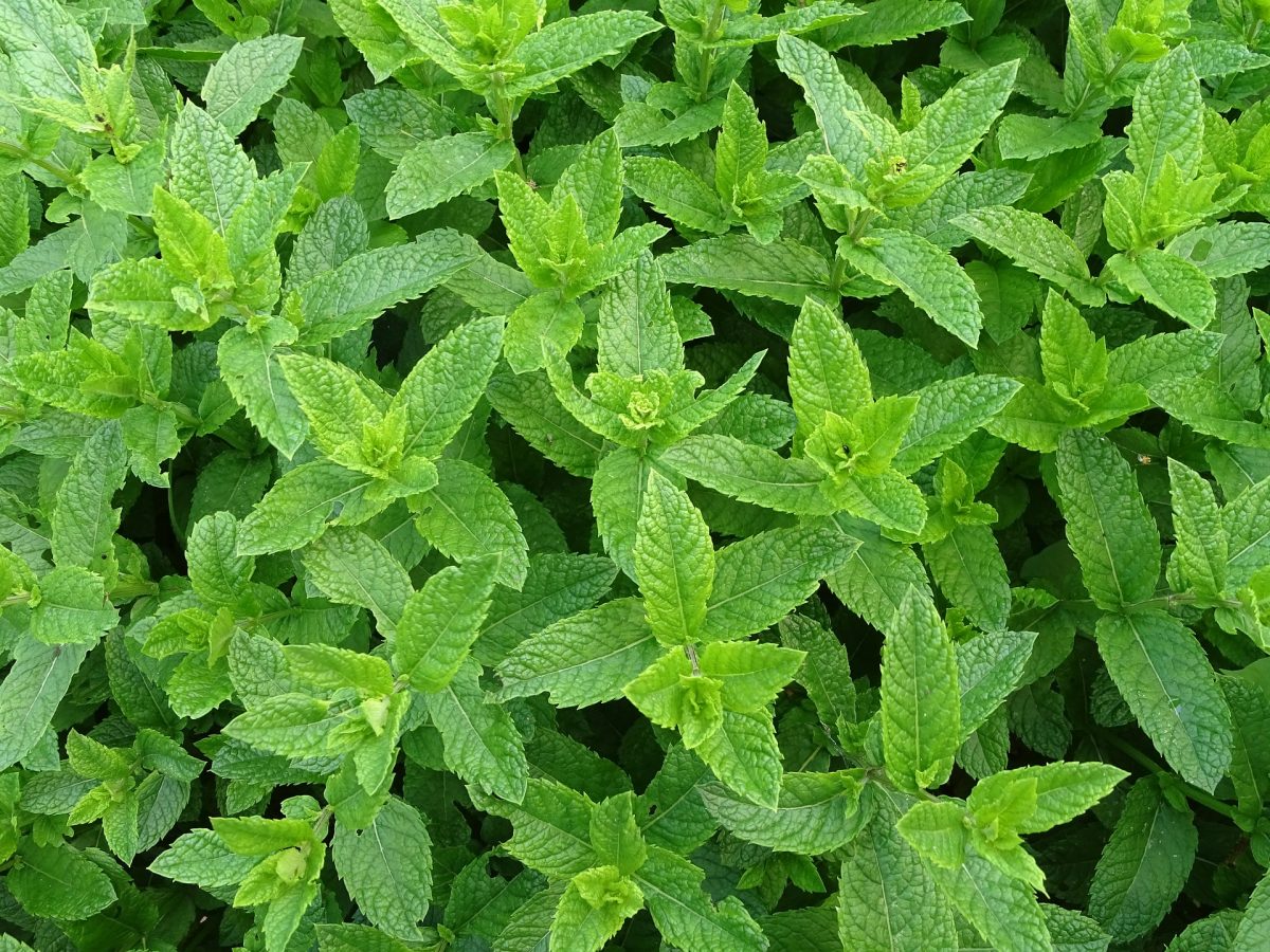Spearmint plant, plants that don't attract bees