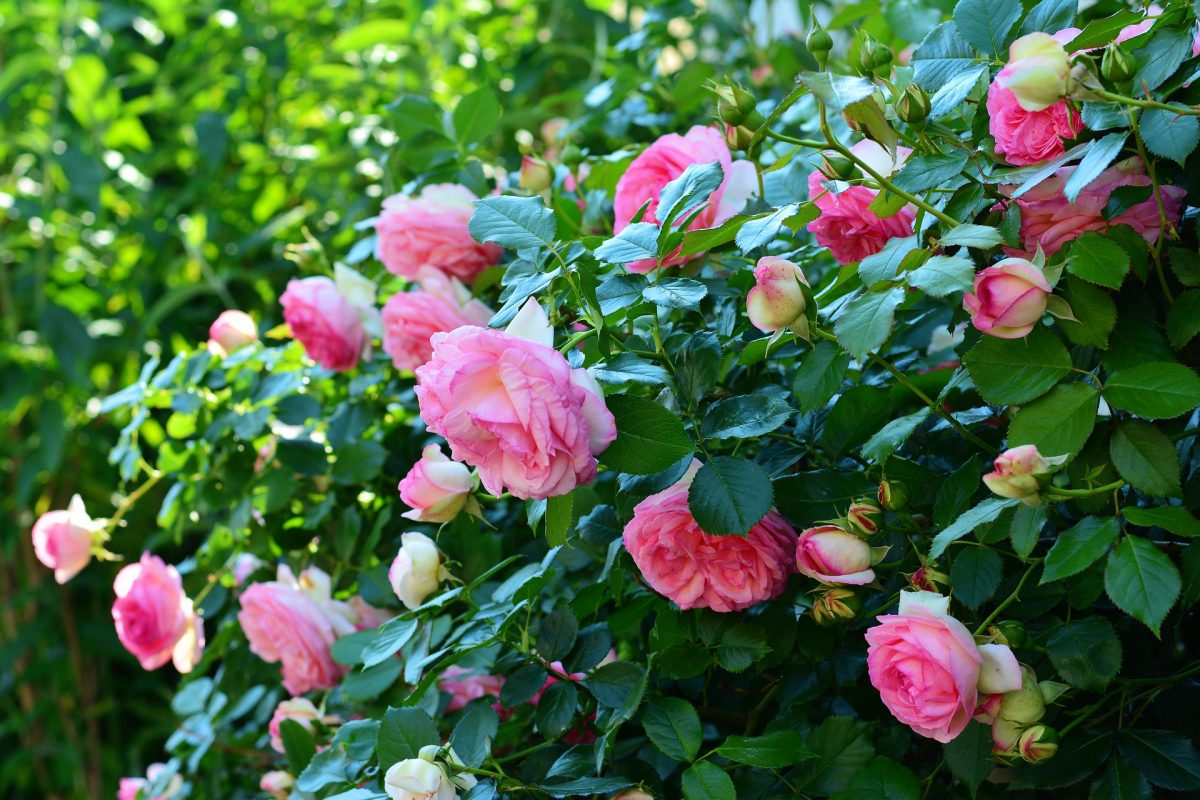 Pink knock out rose bush, plants that don't attract bees