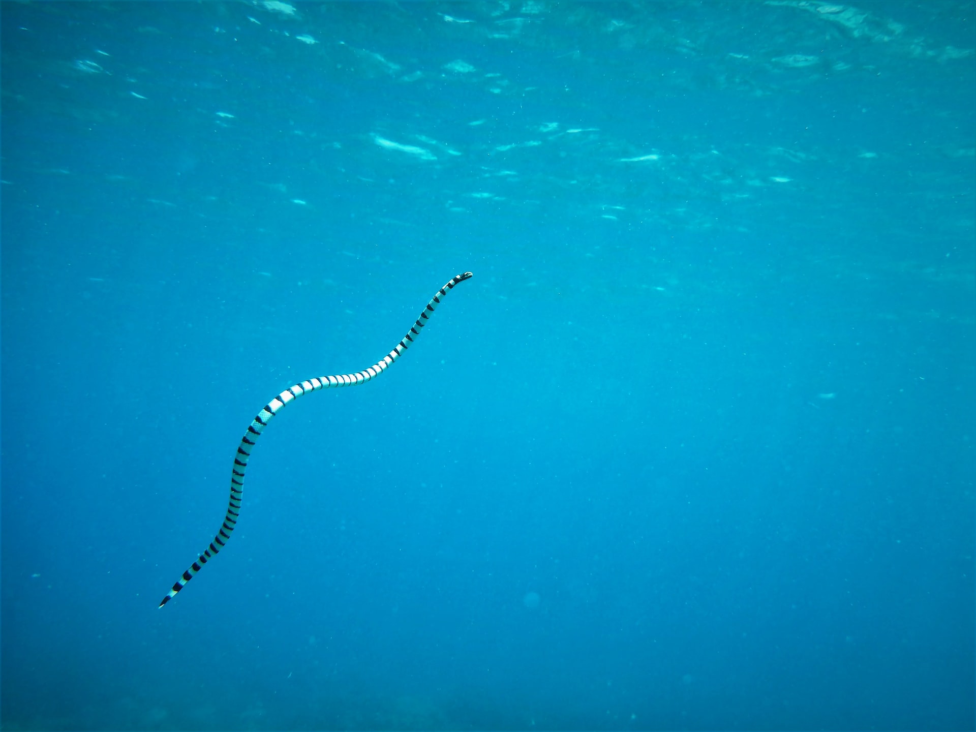 The most interesting facts about sea snakes you probably haven't heard of