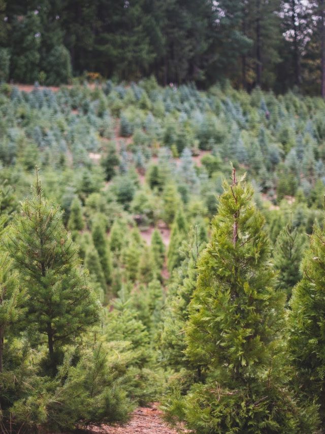 Cropped-indian-rock-xmas-trees. Jpg