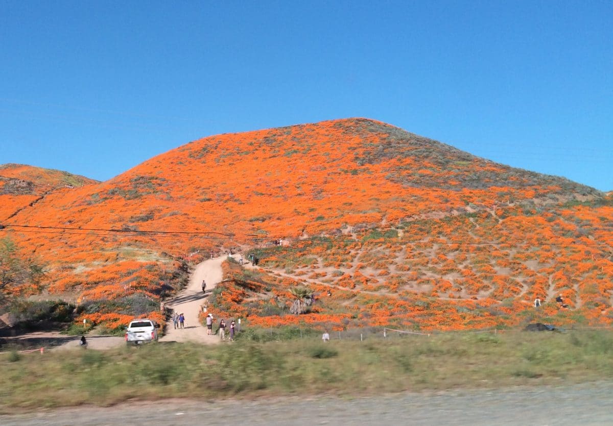 Super bloom 2022, walker canyon during 2019 super bloom