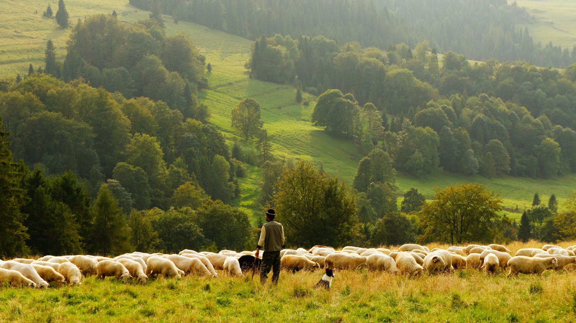 Animal care what healthy ingredients should you buy for your farm animals