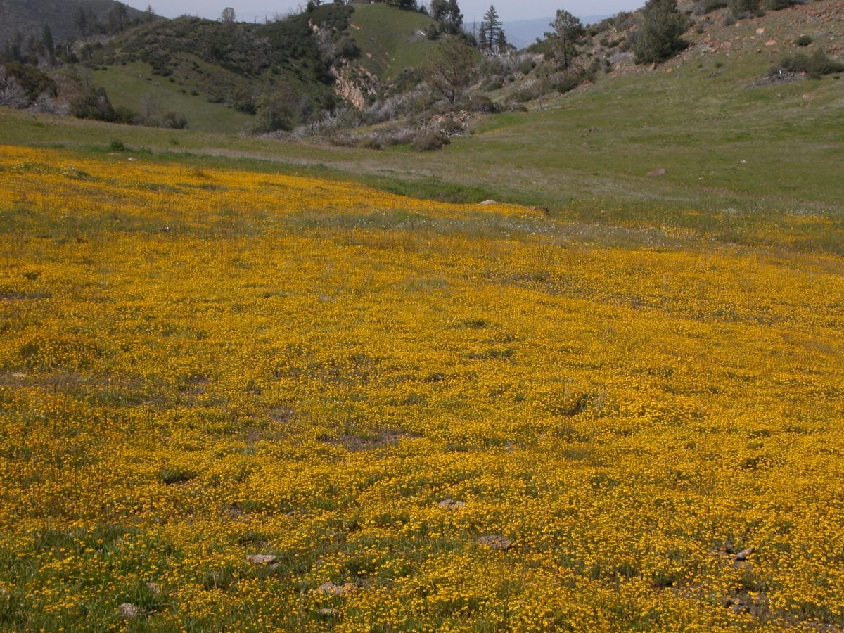 California super bloom, figueroa mountain 2005