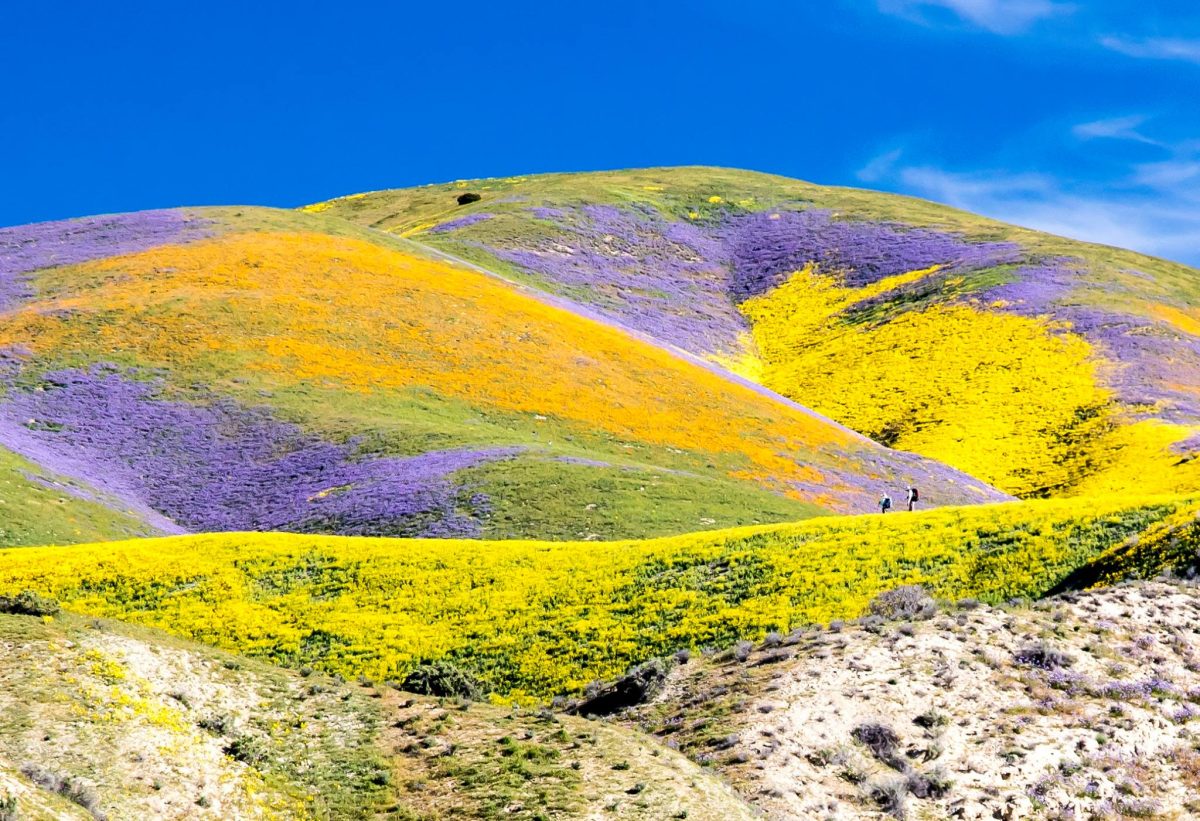 California super bloom carrizo plain national monument