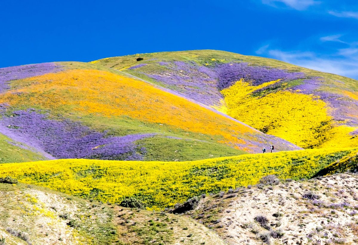 California superbloom carrizo monument 2017