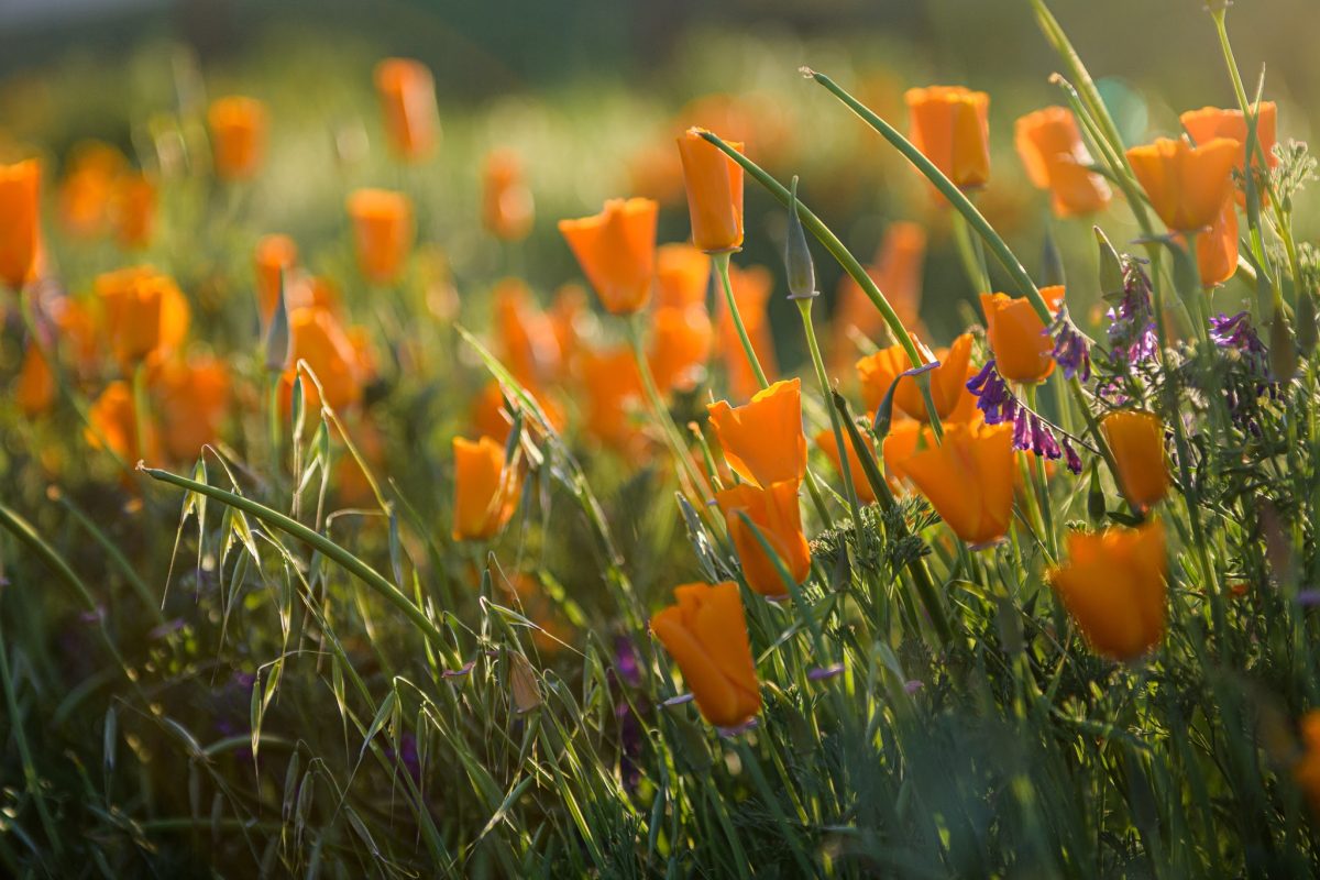 California poppies and purple flowers - mk