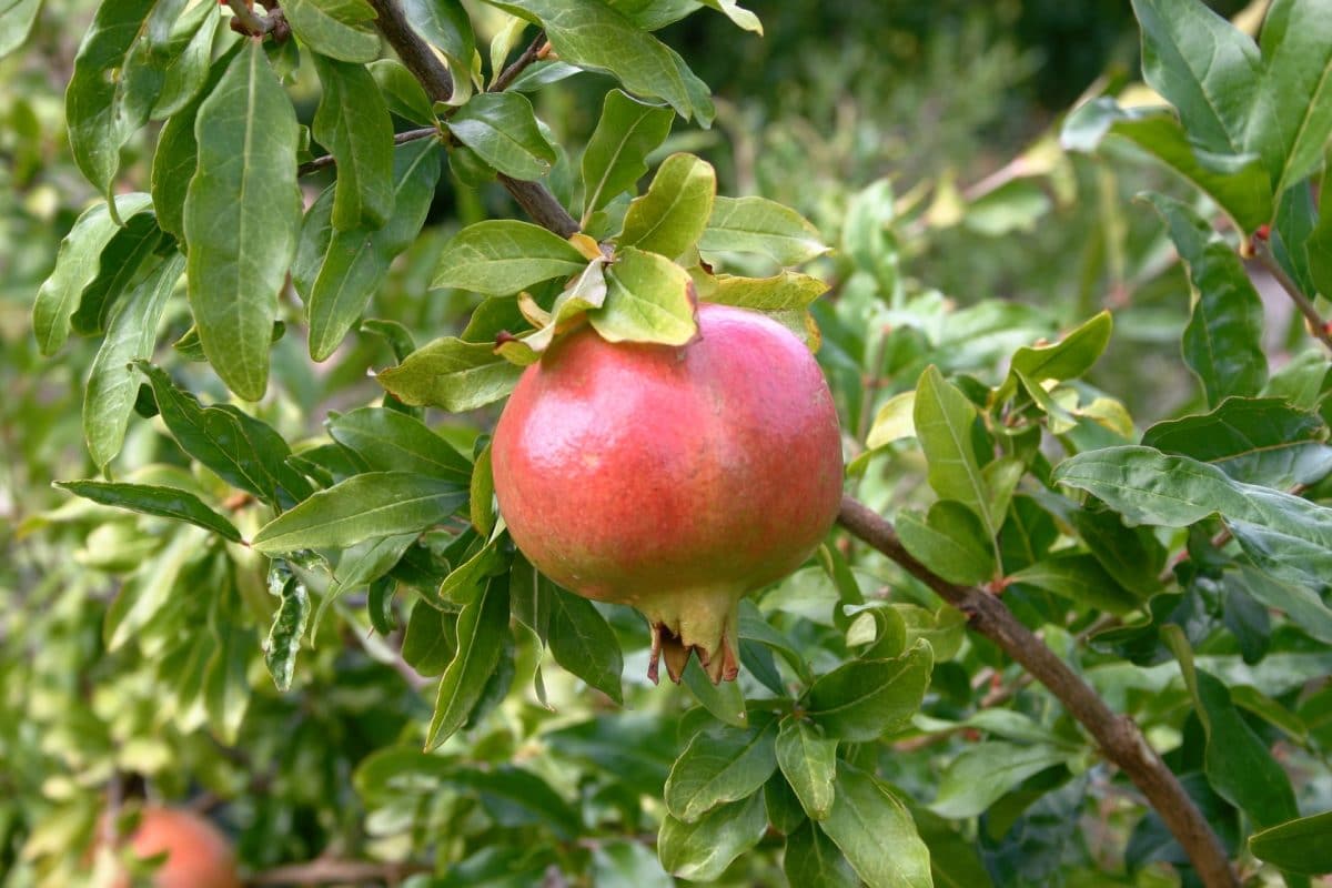 Choosing a ripe pomegranate