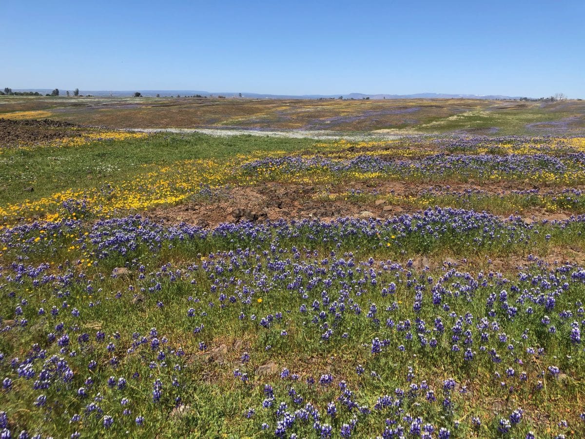 North tabletop mountain ecological reserve 3. 28. 21