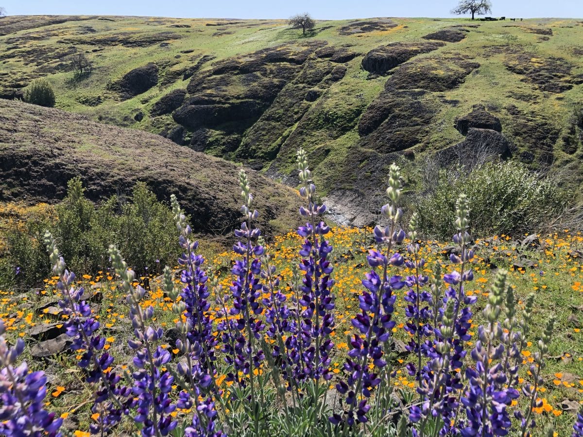 North tabletop mountain ecological reserve lupin megan