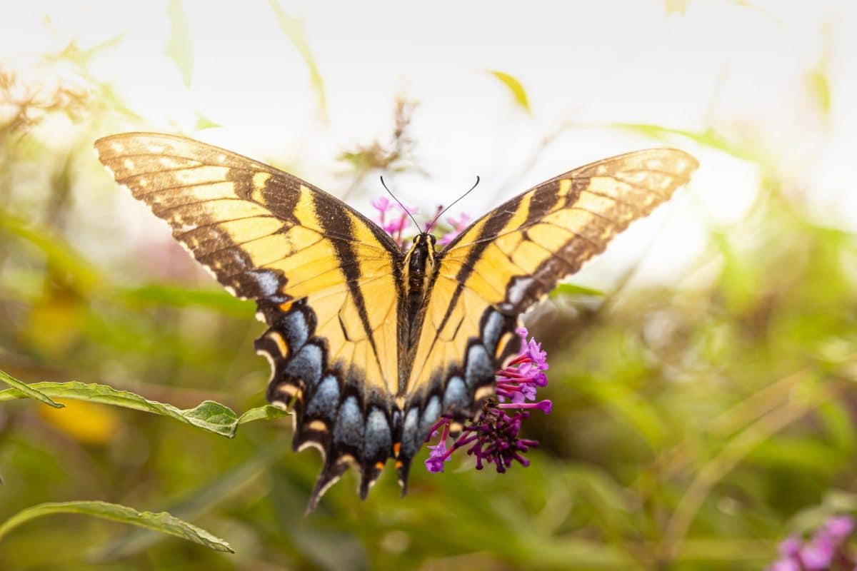 Plants that attract butterflies eastern tiger swallowtail butterfly