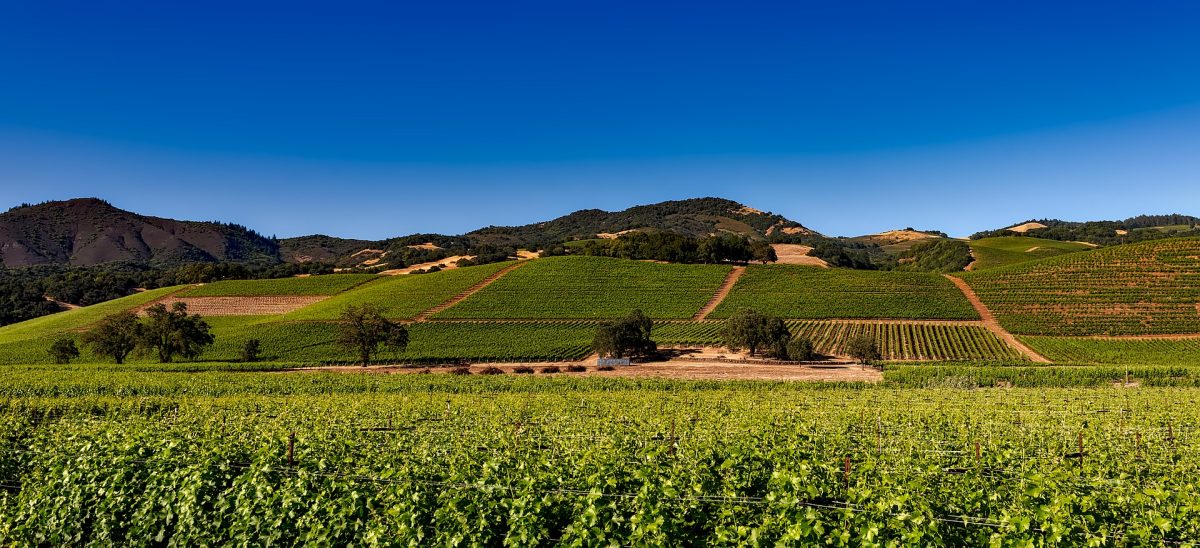 Best time to visit napa valley, panoramic view of a vineyard