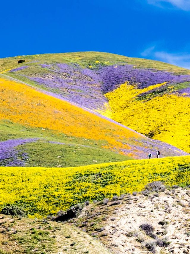 2024 carrizo plain super bloom mk library