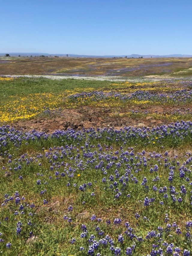 Anza Borrego Super Bloom 2023