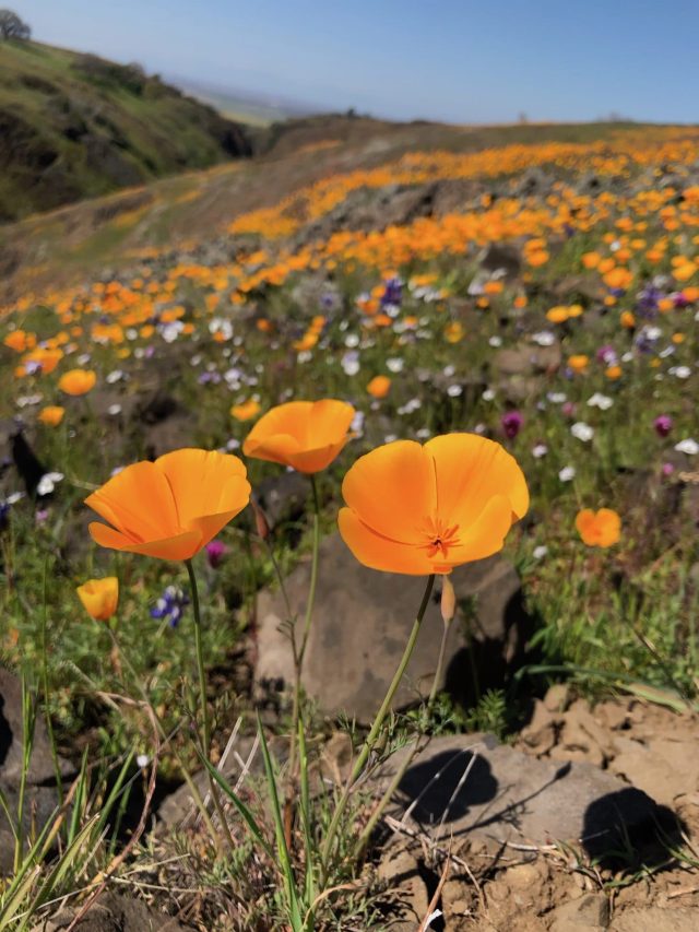 North tabletop mountain ecological reserve